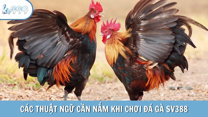 Các thuật ngữ cần nắm khi chơi đá gà SV388