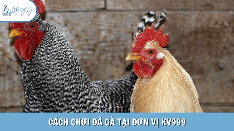 Cách chơi đá gà tại đơn vị KV999