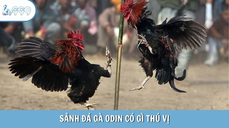 đá gà odin