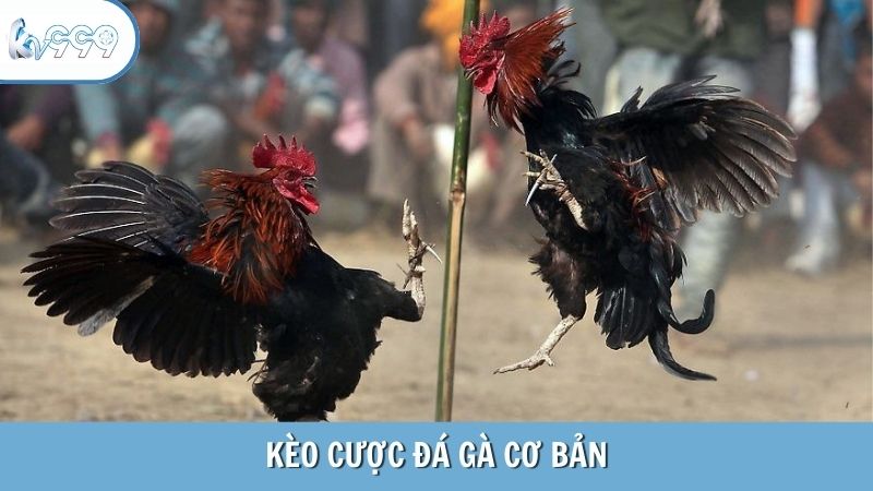 Kèo cược đá gà cơ bản