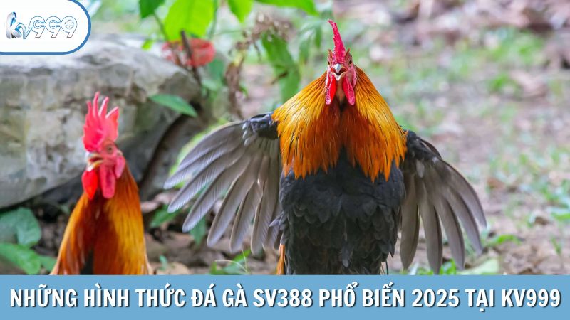 Những hình thức đá gà SV388 phổ biến 2025 tại KV999