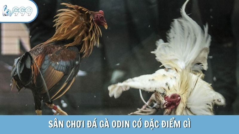 Sân chơi đá gà Odin có đặc điểm gì