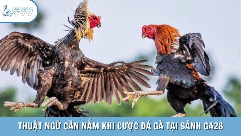 Thuật ngữ cần nắm khi cược đá gà tại sảnh GA28