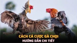 Cách cá cược gà chọi